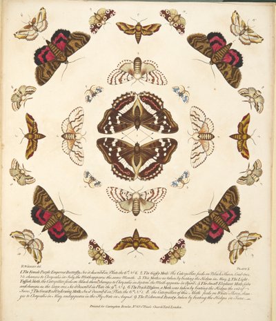 Tavle X, fra A Rare Depiction of Butterflies and Moths, pub. 1764 (håndfarvet gravering) af Benjamin Wilkes