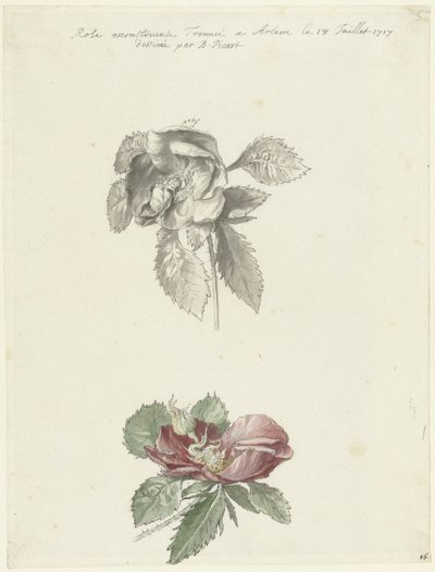 Studieark med en rose af Bernard Picart
