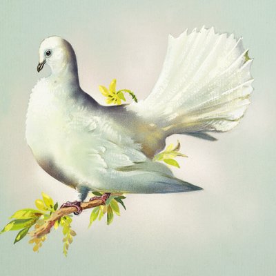 Fantail Dove (gouache på papir) af Bert Illoss