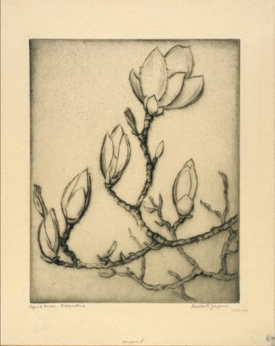Aprilknopper--Magnolia af Bertha E. Jaques