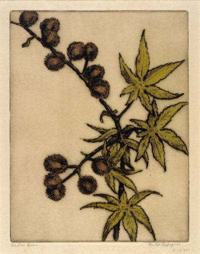 Castorbønne af Bertha E. Jaques