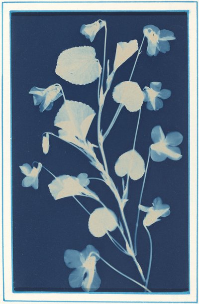 Uden titel, c. 1900. af Bertha Evelyn Jacques