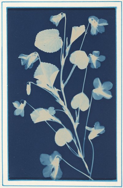 Uden titel,ca. 1900 (foto) af Bertha Jaques