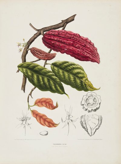 Theobroma, kakaotræ, c1840-1890. af Berthe Hoola van Nooten