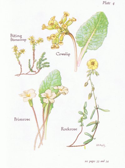 Bidende stenurt eller vægpeber, kohals, stenrose, primula, 1951 af Bessie D. Inglis