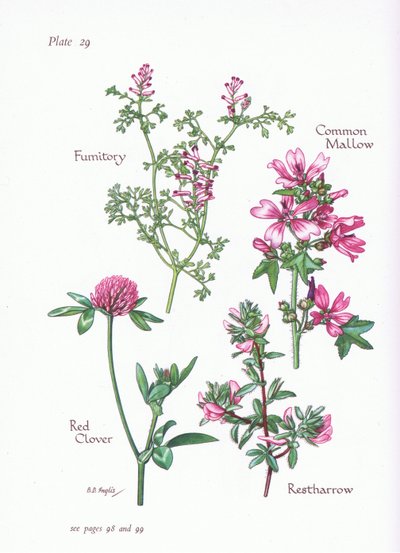 Almindelig Mallow, Restharrow, Fumitory, Rødkløver, 1951 af Bessie D. Inglis