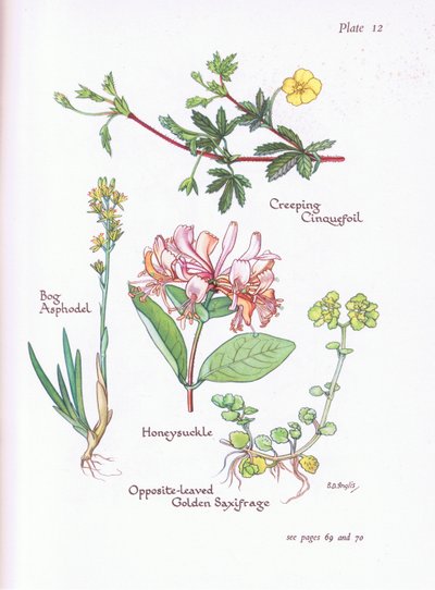 Creeping Cinquefoil, Mos Asphodel, Honeysuckle or Woodbine, Opposite -Leaved Golden Saxifrage, 1951 af Bessie D. Inglis
