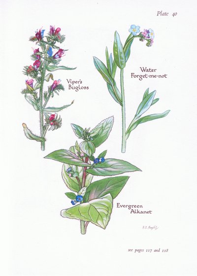 Evergreen Alkanet, Vipers Bugloss, Water Forget-Me-Not, 1951 af Bessie D. Inglis