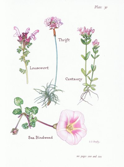 Lusseurt, Thrift or Sea Pink, Centaury, Sea Bindweed, 1951 af Bessie D. Inglis