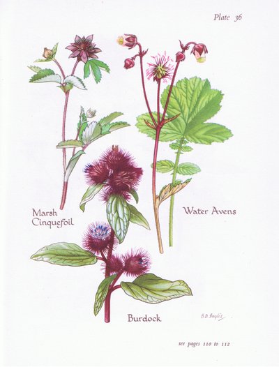 Marsh Cinquefoil, Burdock, Water Avens, 1951 af Bessie D. Inglis