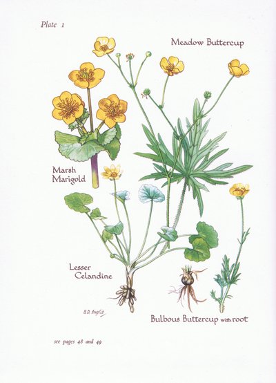 Marsh Marigold, Lesser Celandine, Meadow Buttercup, Bulbous Buttercup, 1951 af Bessie D. Inglis
