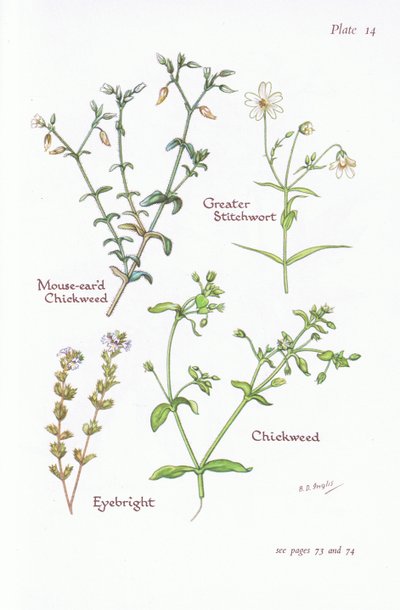 Mouse-eared Chickweed, Greater Stitchwort, Chickweed, Eyebright, 1951 af Bessie D. Inglis