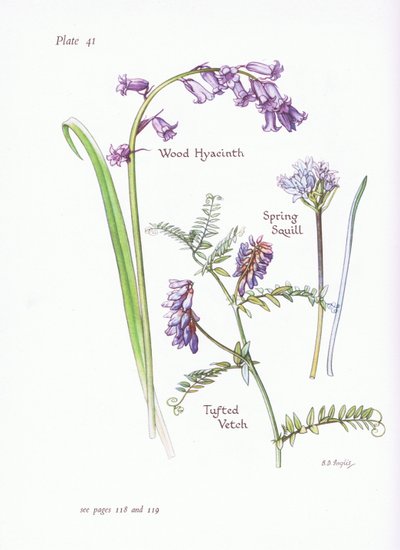 Spring Squill, Wood Hyacinth, Tufted Vikke, 1951 af Bessie D. Inglis