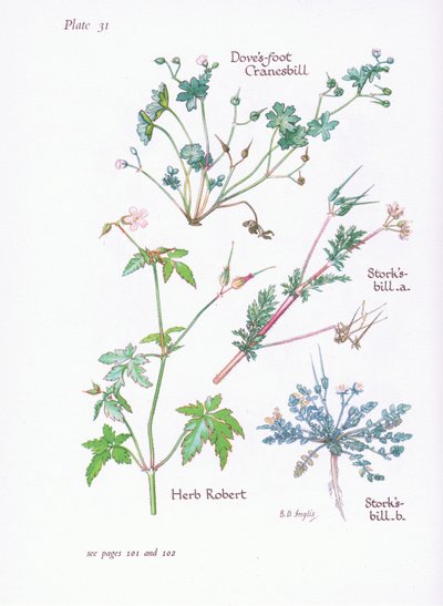 Storks Bill, Doves Foot, Cranesbill, Herb Robert, 1951 af Bessie D. Inglis