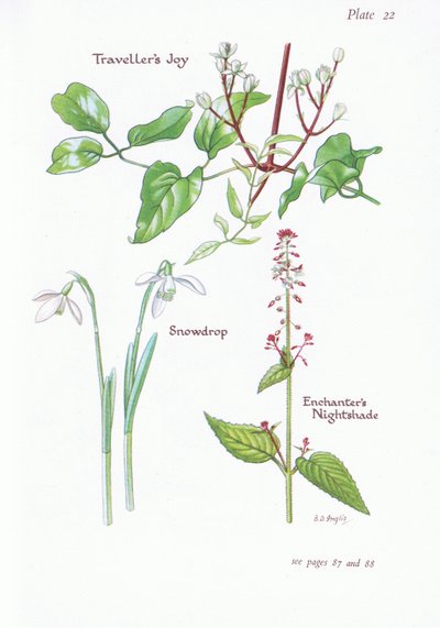 Travellers Joy, Enchanters Nightshade, Snowdrop, 1951 af Bessie D. Inglis