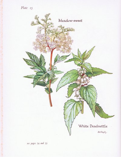 White Deadnettle, Meadow Sweet, 1951 af Bessie D. Inglis