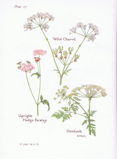 Wild Chevril, Hemlock, Upright Hedge Persille, 1951 af Bessie D. Inglis