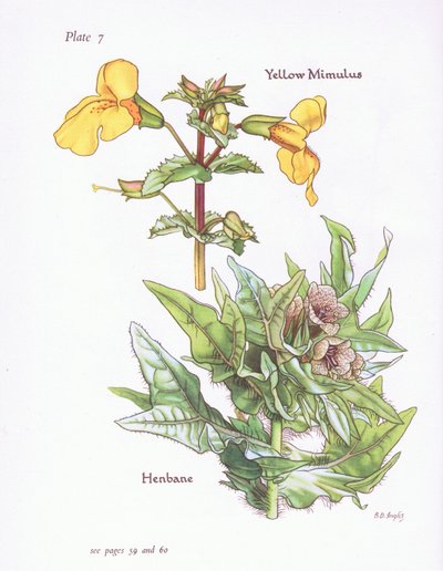 Yellow Mimulus, Henbane, 1951 af Bessie D. Inglis