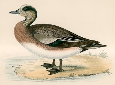 American Wigeon af Beverley R. Morris