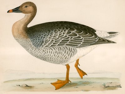 Bønnegås af Beverley R. Morris