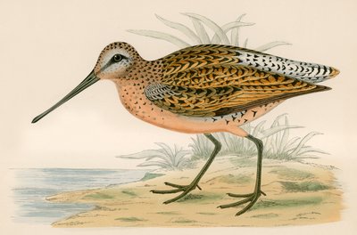 Brun Snipe af Beverley R. Morris