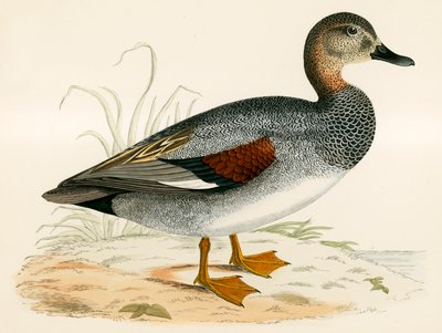 Gadwall af Beverley R. Morris