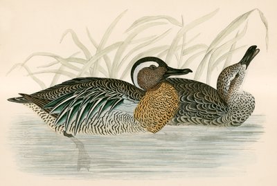 Garganey Teal af Beverley R. Morris