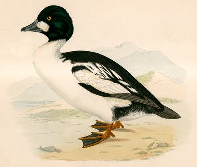 Gyldne Øje af Beverley R. Morris
