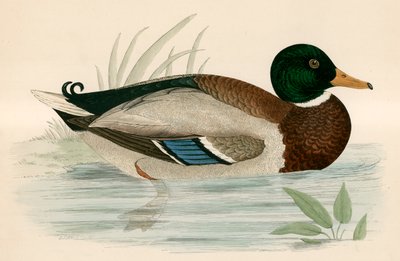 Gråænd af Beverley R. Morris