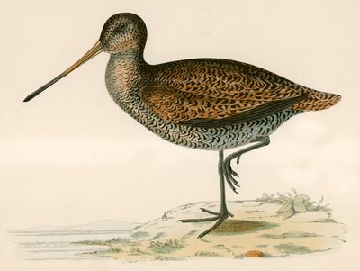 Sabines Snipe af Beverley R. Morris