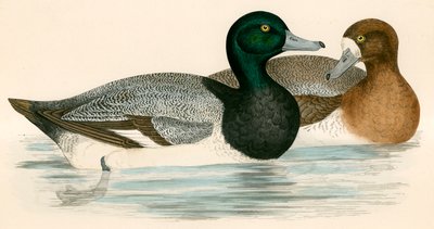 Scaup Duck af Beverley R. Morris