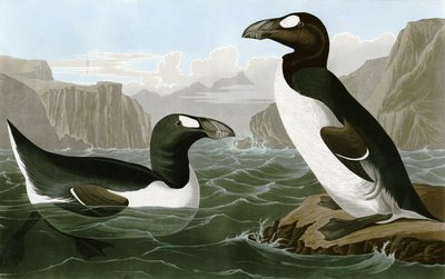 Store Auk af Bird Artist of America. John James Audubon
