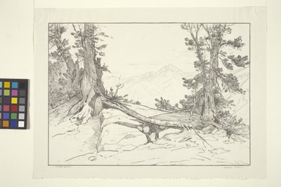 Sierra Pines (blæk på papir) af Bolton Coit Brown