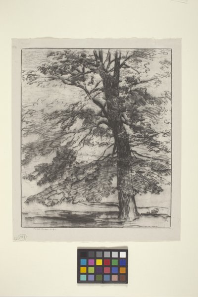 Sugar Maple (blæk på papir) af Bolton Coit Brown