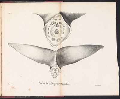 Udsnit af hvalens halefinne, 1827 Coupe de la Nageoire Caudale (titel på objektet) af Bossuet