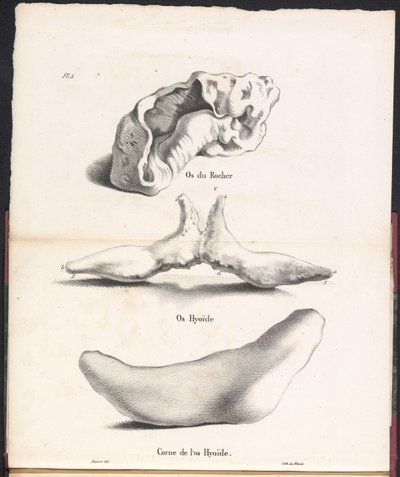 Tre dele af hvalens hyoidknogle, 1827 Os du Rocher / Os Hyoid / Corne de l