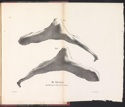 Hvalens hofteben, 1827 Os Pelviens (titel på objekt) af Bossuet