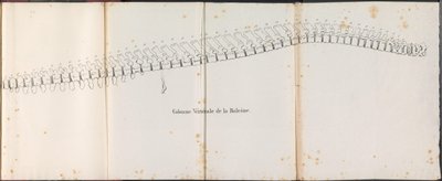Hvalens rygrad, 1827 Colonne Vertébrale de la Baleine (titel på objektet) af Bossuet