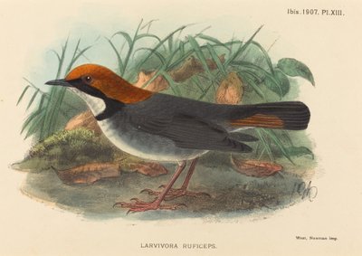 Fugl (Larvivora Ruficeps) af British 19th Century