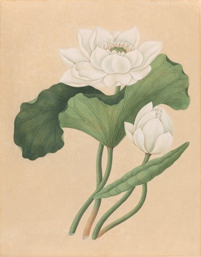 Østindisk Lotus (Nelumbo nucifera) af British 19th Century