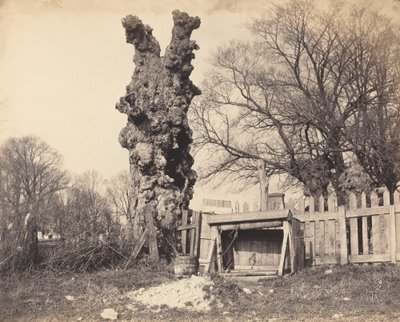 Gammelt træ nær Chatham af British 19th Century
