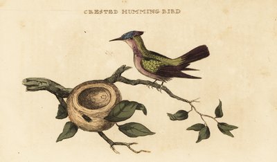 Antilliansk kolibri, Orthorhyncus cristatus af British School