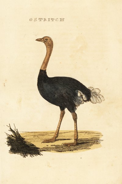 Almindelig struds, Struthio camelus af British School