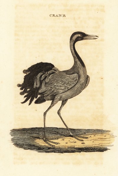 Demoiselle trane, Grus jomfru af British School