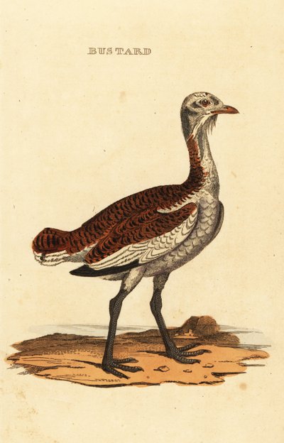 Flot bustard, Otis tarda af British School