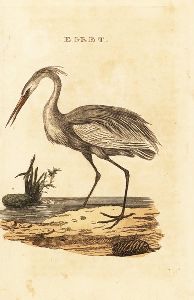 Stor hejre, Ardea alba af British School