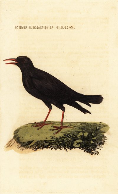 Rødnæbbet chough, Pyrrhocorax pyrrhocorax af British School