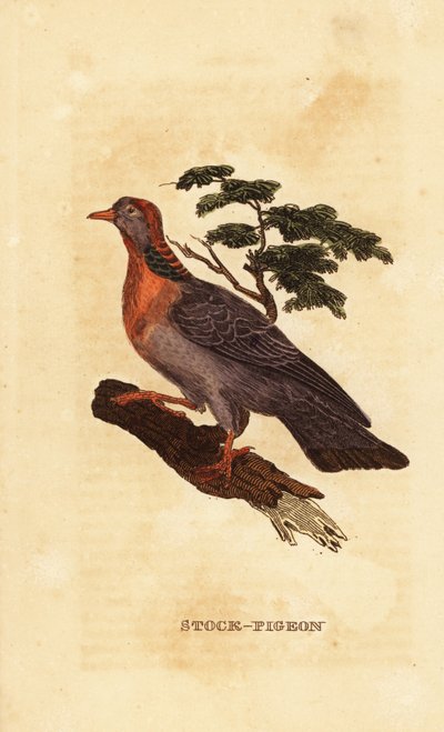 Stokdue, Columba oenas af British School