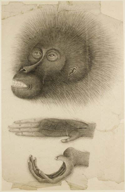 Hovedet og hænderne på en Orang-utang, ca. 1818-30 (blyant og akvarel på papir) af British School