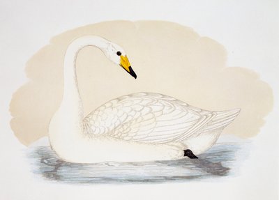 Vild svane (Cygnus cygnus), gravering, Storbritannien af British School